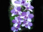 Dendrobium Jairak Blue Star