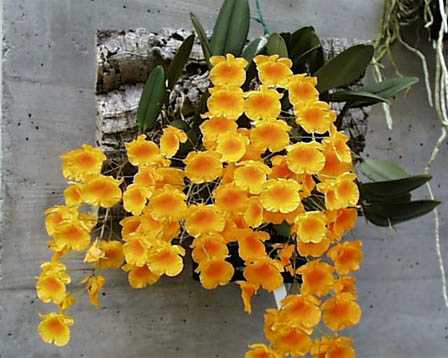 Dendrobium lindleyi x sib