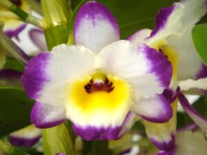 Dendrobium Lucky x Lovely Virgin 'Angel'