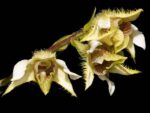 Dendrobium setigerum