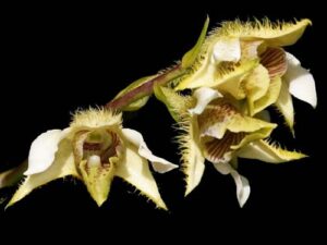 Dendrobium setigerum