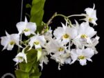 Dendrobium dearei