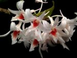 Dendrobium draconis