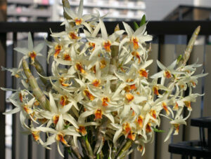 Dendrobium heterocarpum