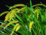 Dendrochilum javieri