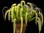 Dendrochilum uncatum