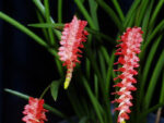 Dendrochilum wenzelii (red) x sib
