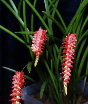 Dendrochilum wenzelii (red) x sib