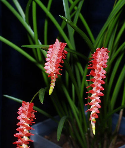 Dendrochilum wenzelii (red) x sib