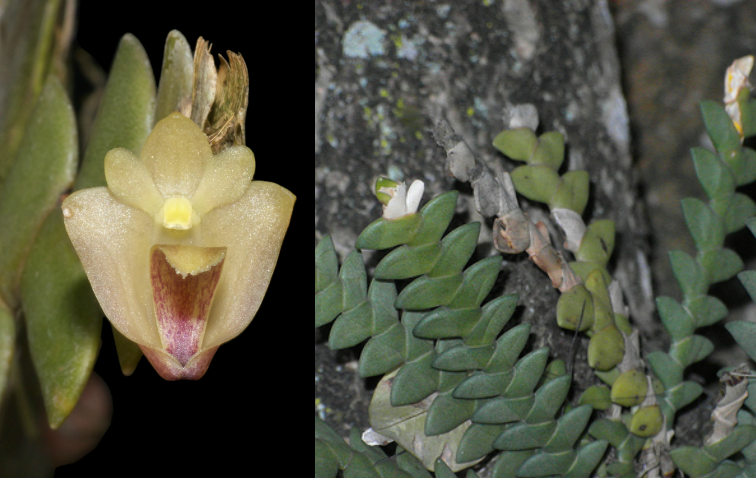 Dendrobium leonis