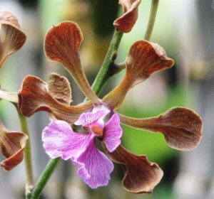 Encyclia hanburyi