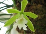 Encyclia mariae x Encyclia tampense semi-alba