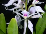 Epidendrum faustum