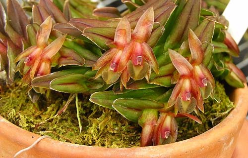 Epidendrum Gonzalez Tamayoi