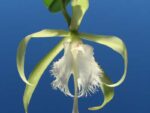 Epidendrum parkinsonianum x Brassavola digbyana