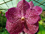 Vanda hybrid 014
