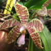 Phalaenopsis hieroglyphica x sib