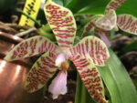 Phalaenopsis hieroglyphica x sib