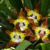 Huntleya burtii