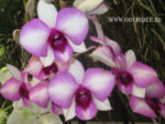 Dendrobium phalaenopsis Sai Rung Sugar