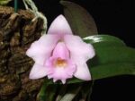 Laelia alaori escura x self