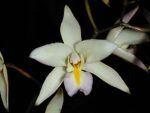 Laelia albida