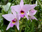 Laelia anceps guerrero x Laelia rubescens
