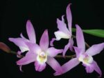 Laelia autumnallis
