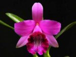 Laelia dayana tipo x self