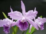 Laelia lobata (coerulea x alba) x (coerulea)