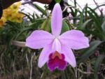 Laelia pumila amoena 'AWZ' х Laelia pumila alba 'HI'