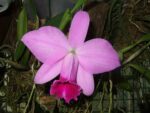 Laelia pumila tipo 'Ruby Queen' x Laelia pumila tipo 'Madrugada' (Z-15)