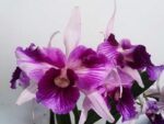 Laelia purpurata (venosa x trilabelo)