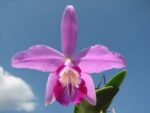 Laelia sincorana XXXX x Laelia sincorana coerulea