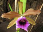 Laelia tenebrosa vinicolor x Laelia tenebrosa 'Richard'