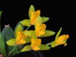 Lycaste aromatica
