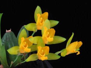 Lycaste aromatica