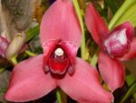 Lycaste Fire Bird