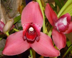 Lycaste Fire Bird