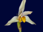 Lycaste longipetala x Maxillaria grandiflora