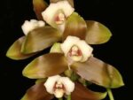 Lycaste macrophylla