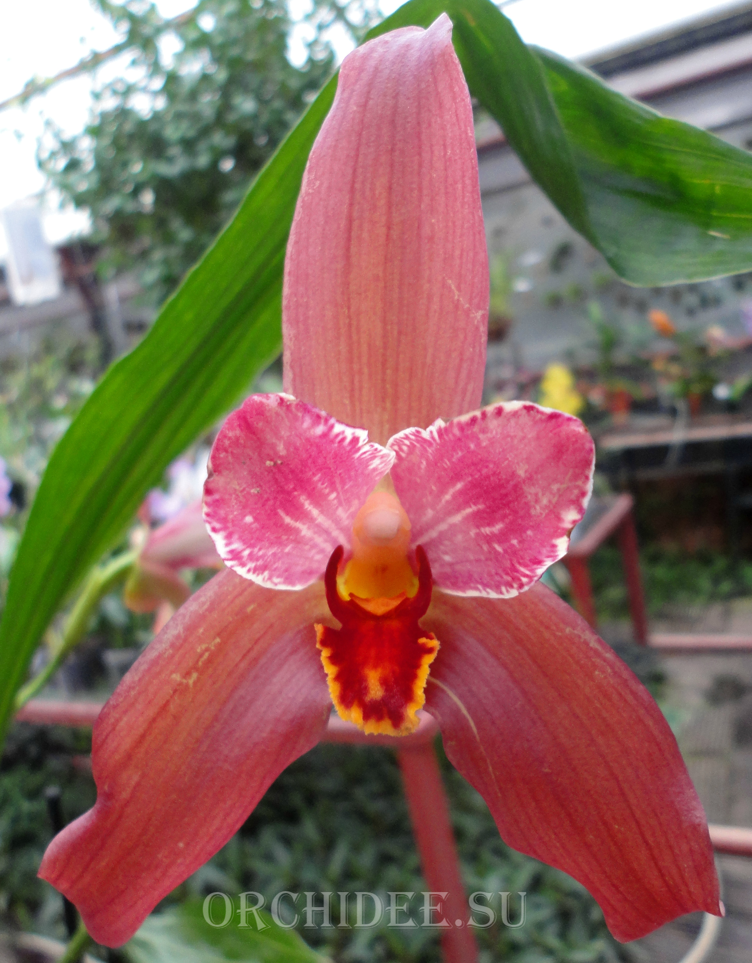 Lycaste Neuberg 9107