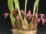 Maxillaria calantha