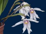 Maxillaria platypetala