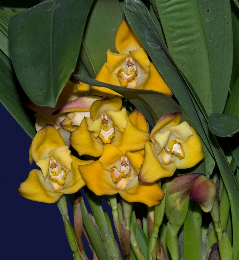 Maxillaria molitor