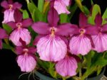 Miltonia moreliana