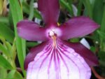 Miltonia spectabilis