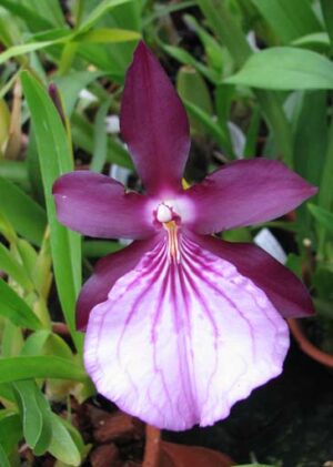 Miltonia spectabilis