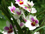 Miltoniopsis Arthur Cobbledick hybrid