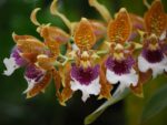 Odontoglossum harryanum